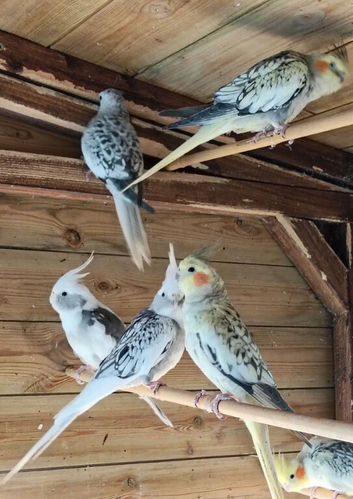 Young cockatiels