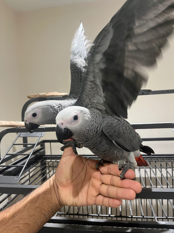 Male Baby Tame HandReared African Grey Parrot