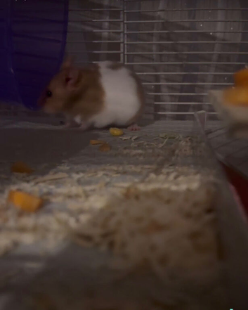 Syrian hamster looking for a good home