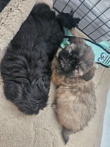 Shihtzu puppys