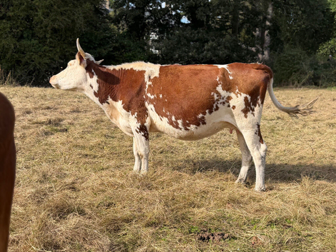 Hereford x cow with heifer calf at foot and a hereford x Heifer