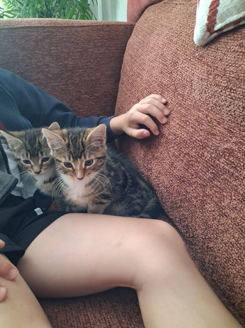 2 adorable kittens looking for new home