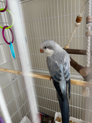 LAST hand reared Quaker baby