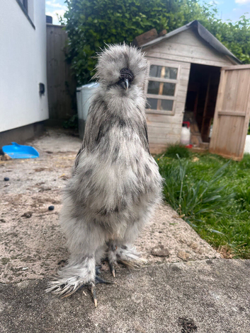 Silkie cockerel free to good home