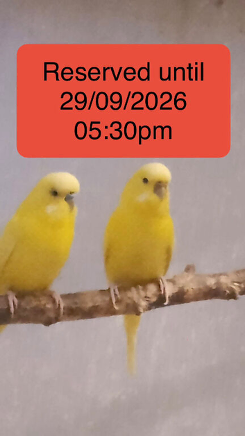 Reserved 1 pair of budgies