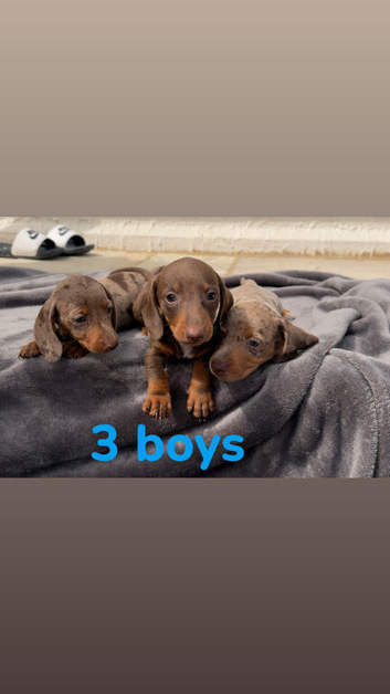 Minature dachshund puppies