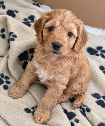 Cockapoo girls