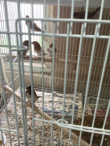 Bengalese finches for sale