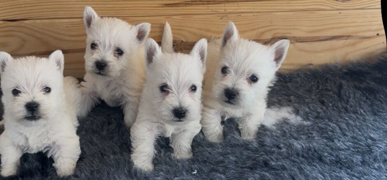 Beautiful west highland terrier puppies for sale