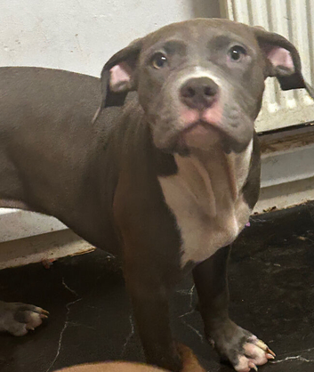 Standard bully 6mnths only &pound;350