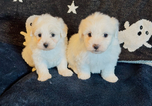 Beautiful Maltese puppy ONE GIRL LEFT