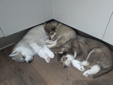 Siberian Husky Puppies