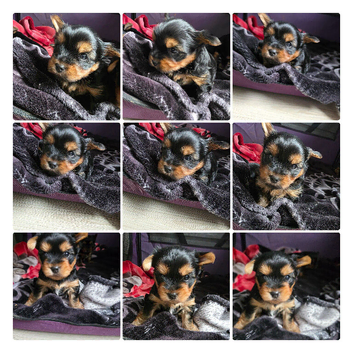 Adorable Yorkshire Terrier puppies.