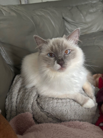 Ragdoll 1 yr