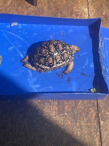 Leopard tortoise