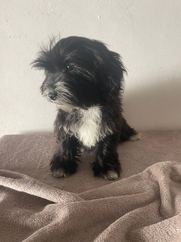 Beautiful shorkiepoo pups