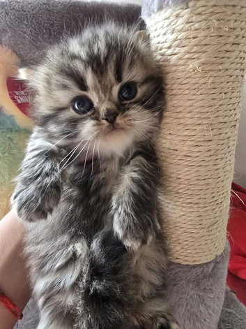 Georgious Girl Looking for a forever home
