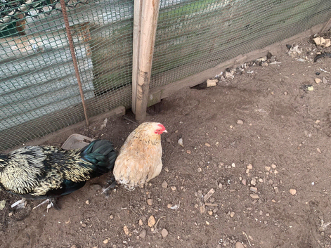 Pekin bantams