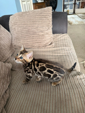 TICA bengal kittens available