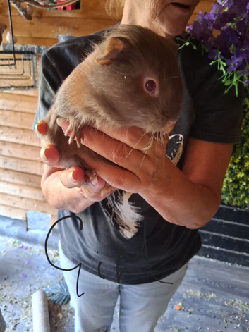 Baby guinea pigs