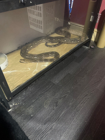 10foot reticulated python female