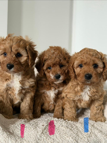 cavapoochon