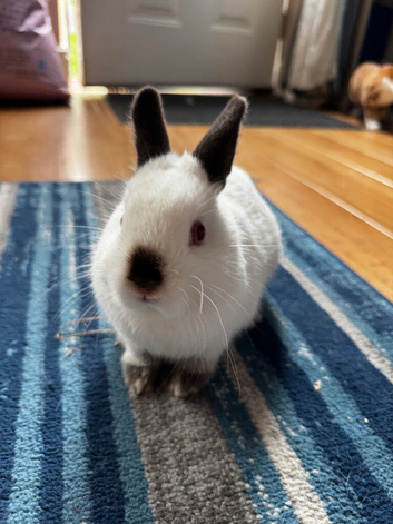 Netherland dwarfs
