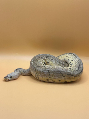 Superfly Yellow Belly Clown