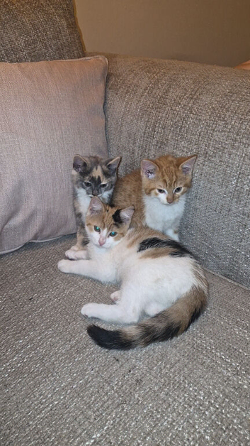 Kittens