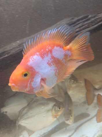 Parrot fish