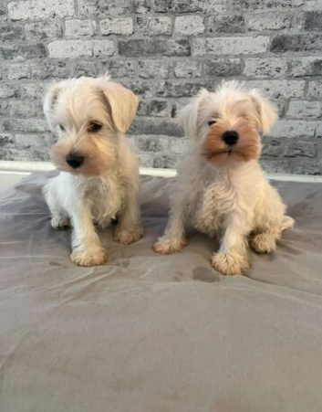 Miniature Schnauzer Puppies, Ready to Go.