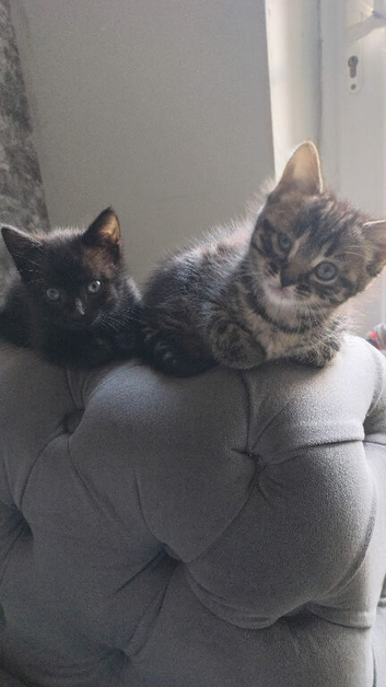 1 Kitten for sale