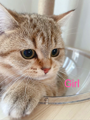 British Shorthair