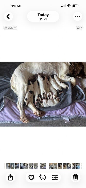 Seeking forever home
