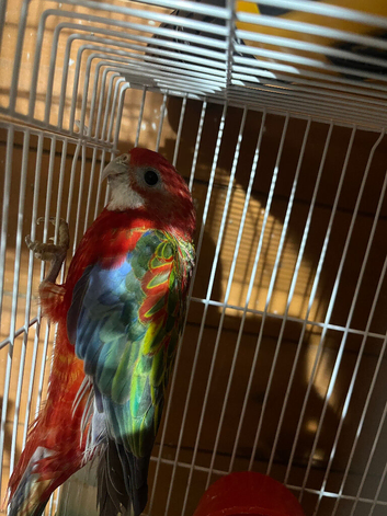 Rosella