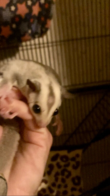 Ruby red eye baby sugar gliders