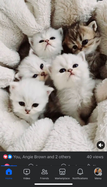 PURE PERSIAN 2 MALE LEFT
