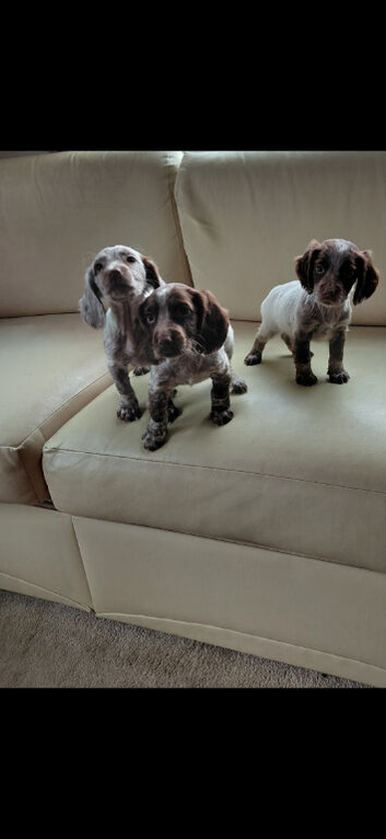 Cocker spaniel puppies for sale