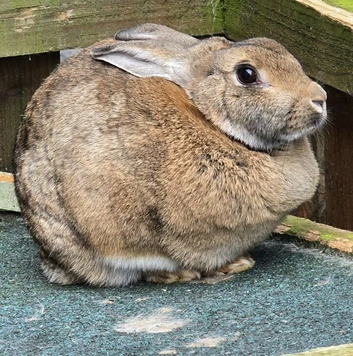 2 female rabbits