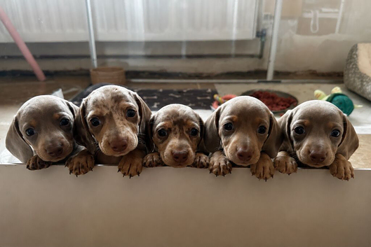 Beautiful Miniature Dachshund Puppies