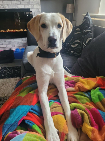 Sadly rehoming my beautiful boy