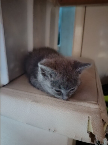 2 adorable 9wk old sisters