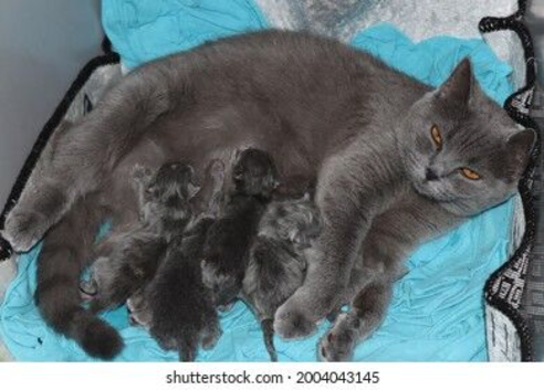 British Blue and Bluepoint