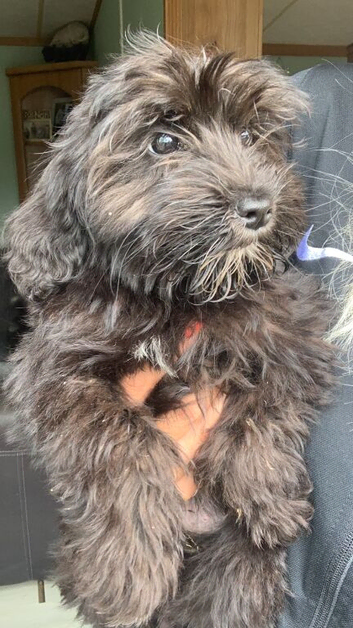 Sheepadoodle girl 9 weeks