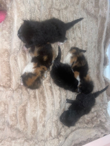 Kittens for sale