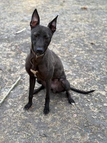 2 Year old Lurcher Bitch