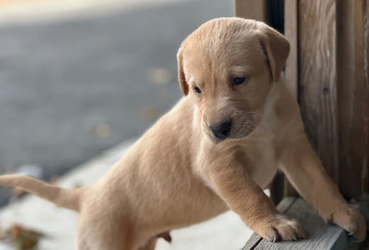 Red Labrador Puppies - Four Paws, Golden Moments!