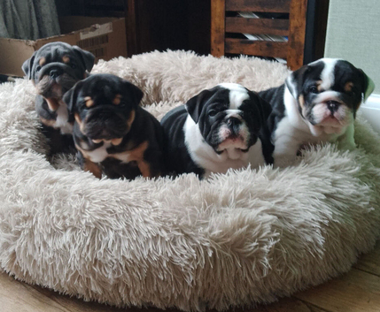 KC registered bulldogs