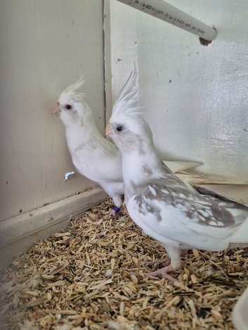 Young Pair White Cockatiels