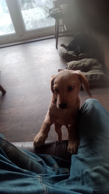 Cocker X lab